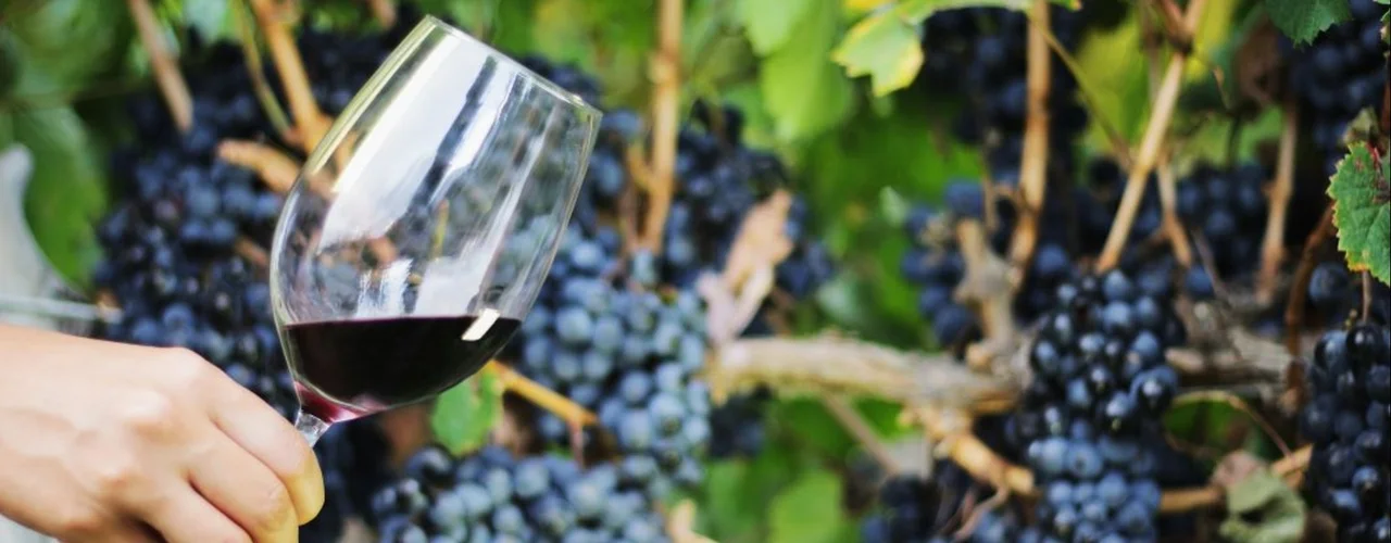 Copa de vino entre viñedos de los Valles Calchaquíes tucumanos